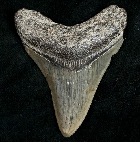 Juvenile Megalodon Tooth - South Carolina #10684